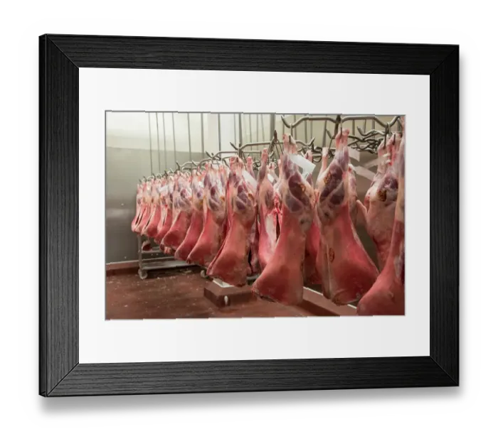 Framed Print : Lamb carcases hanging in abattoir, Yorkshire, England, February Framed Print : Lamb carcases hanging in abattoir, Yorkshire, England, February
