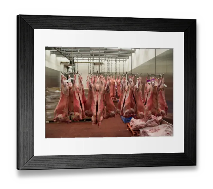 Framed Print : Lamb carcases hanging in abattoir, Yorkshire, England, February Framed Print : Lamb carcases hanging in abattoir, Yorkshire, England, February
