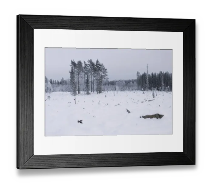 Framed Print : Felled and cleared coniferous forest in snow, Uppsala, Sweden, winter Framed Print : Felled and cleared coniferous forest in snow, Uppsala, Sweden, winter