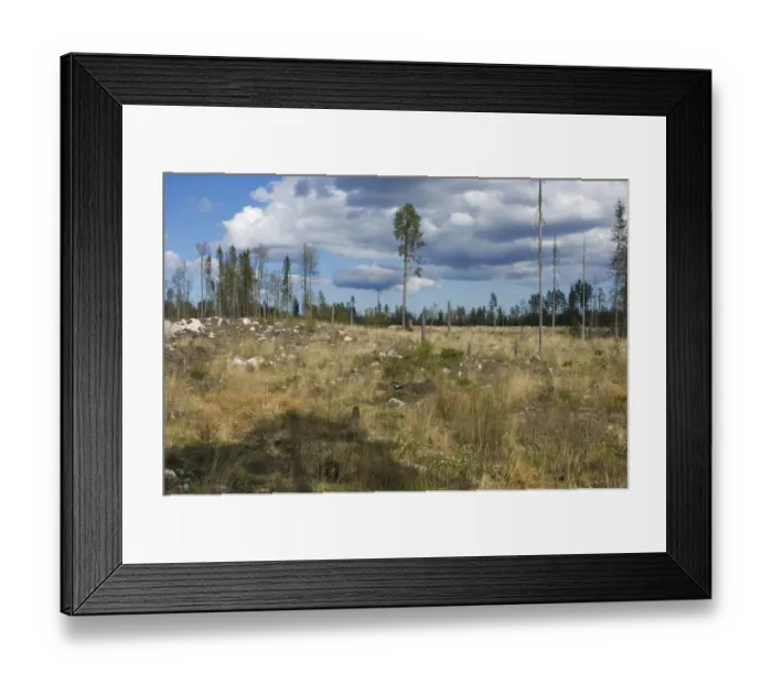 Framed Print : Felled and cleared coniferous forest, Sweden Framed Print : Felled and cleared coniferous forest, Sweden