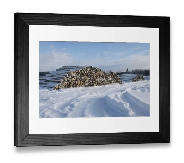 Framed Print : Pile of felled logs in snow, Uppsala, Sweden, winter Framed Print : Pile of felled logs in snow, Uppsala, Sweden, winter