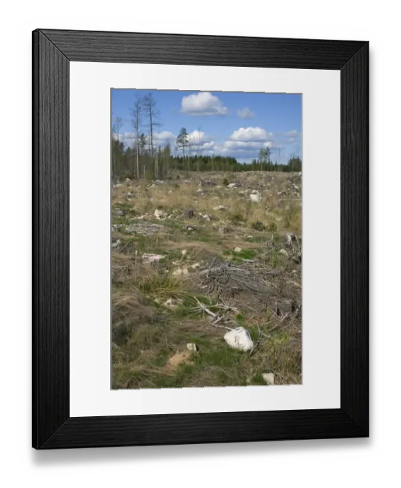 Framed Print : Felled and cleared coniferous forest, Sweden Framed Print : Felled and cleared coniferous forest, Sweden