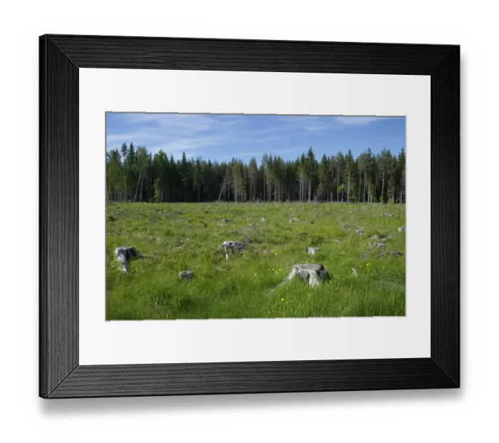 Framed Print : Clear-cut coniferous forest, with grass and wildflowers growing amongst stumps, Sweden, june Framed Print : Clear-cut coniferous forest, with grass and wildflowers growing amongst stumps, Sweden, june