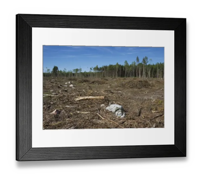 Framed Print : Clear-cut coniferous forest, Sweden, june