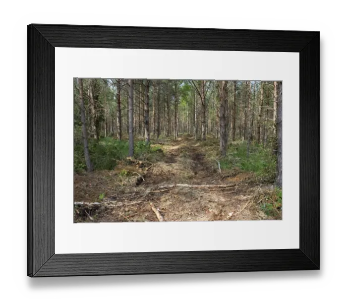 Framed Print : Forestry machinery track through coniferous forest, Sweden, july Framed Print : Forestry machinery track through coniferous forest, Sweden, july