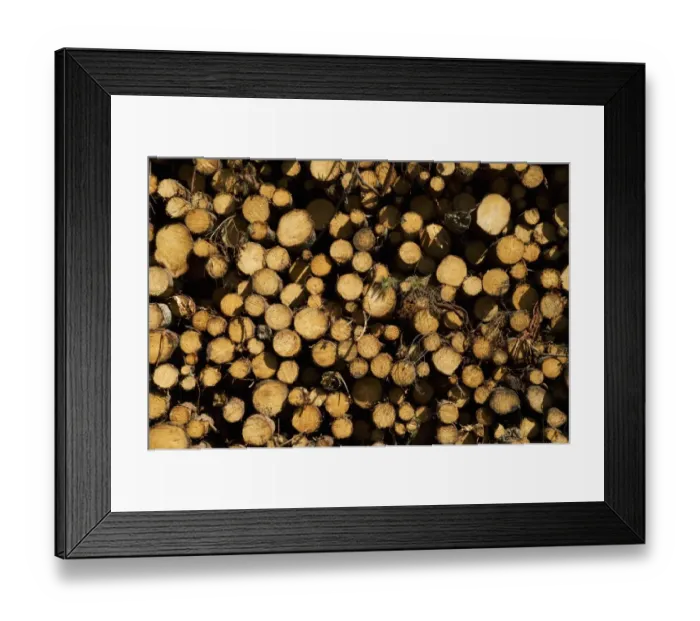 Framed Print : Pile of cut conifer logs, Sweden, july Framed Print : Pile of cut conifer logs, Sweden, july