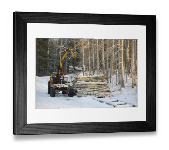 Framed Print : Tractor and trailer with grabber unloading birch timber in snow covered forest, Sweden, february Framed Print : Tractor and trailer with grabber unloading birch timber in snow covered forest, Sweden, february