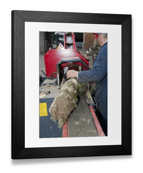 Framed Print : Forestry worker loading timber onto logging and splitter bench, Cumbria, England, May Framed Print : Forestry worker loading timber onto logging and splitter bench, Cumbria, England, May