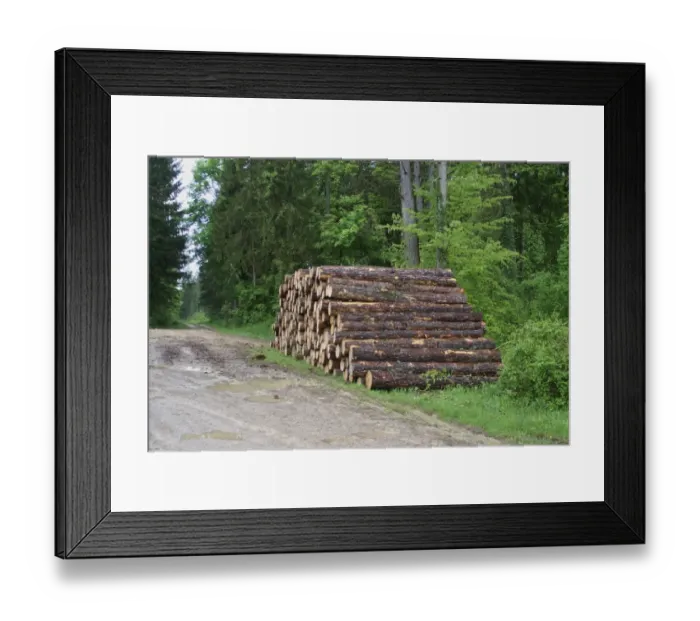 Framed Print : Log pile in woodland, disturbance to World War One battlefield caused by tree extraction, Verdun Battlefield, Verdun