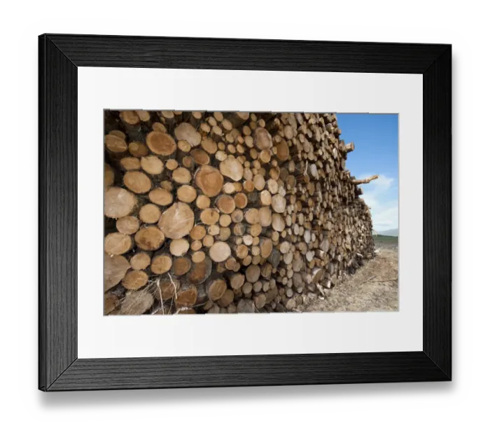 Framed Print : Pile of logs following logging industry operation, near Killin, Trossachs, Stirling, Scotland, July Framed Print : Pile of logs following logging industry operation, near Killin, Trossachs, Stirling, Scotland, July