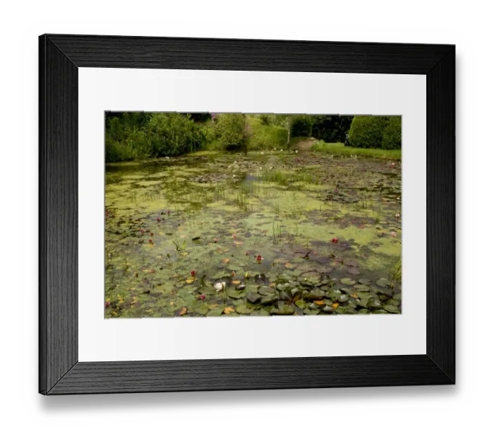 Framed Print : Waterlilies flowering in large garden pond, Waterlily Lake, Bennetts Water Gardens, Weymouth, Dorset, England, July Framed Print : Waterlilies flowering in large garden pond, Waterlily Lake, Bennetts Water Gardens, Weymouth, Dorset, England, July