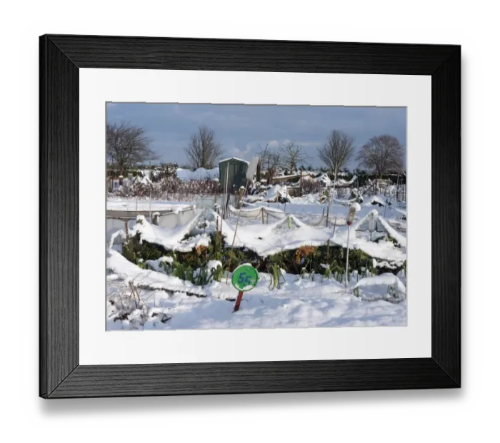 Framed Print : Snow covered urban allotment with brassicas and leeks, Norwich, Norfolk, England, January Framed Print : Snow covered urban allotment with brassicas and leeks, Norwich, Norfolk, England, January