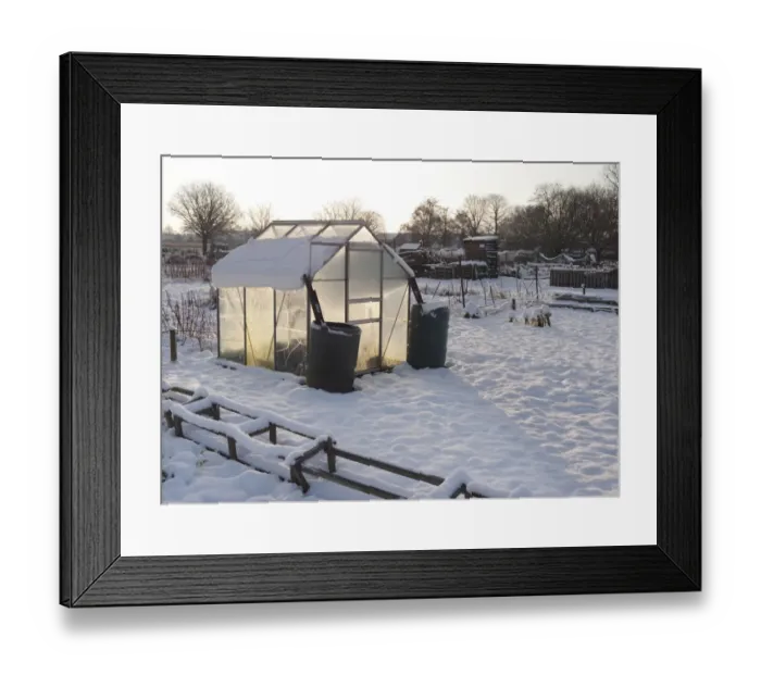 Framed Print : Snow covered urban allotment with greenhouse, Norwich, Norfolk, England, January Framed Print : Snow covered urban allotment with greenhouse, Norwich, Norfolk, England, January