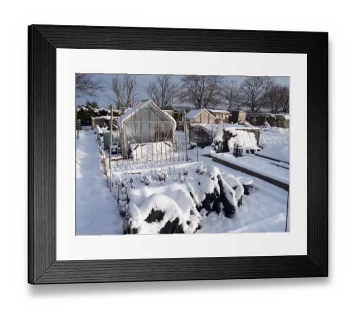 Framed Print : Snow covered urban allotment with greenhouses, Norwich, Norfolk, England, January Framed Print : Snow covered urban allotment with greenhouses, Norwich, Norfolk, England, January