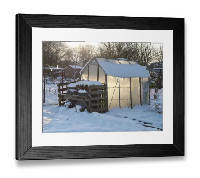 Framed Print : Snow covered urban allotment with greenhouse and compost bins, Norwich, Norfolk, England, January