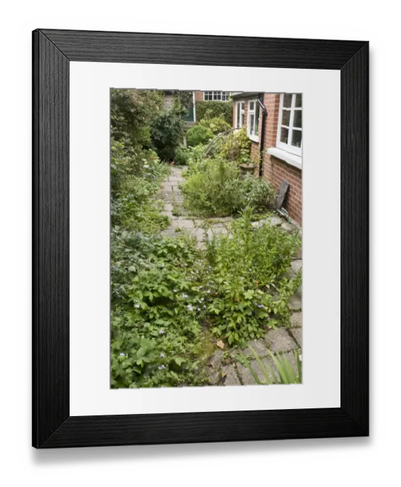 Framed Print : Urban wildlife garden, Dorchester, Dorset, England, August