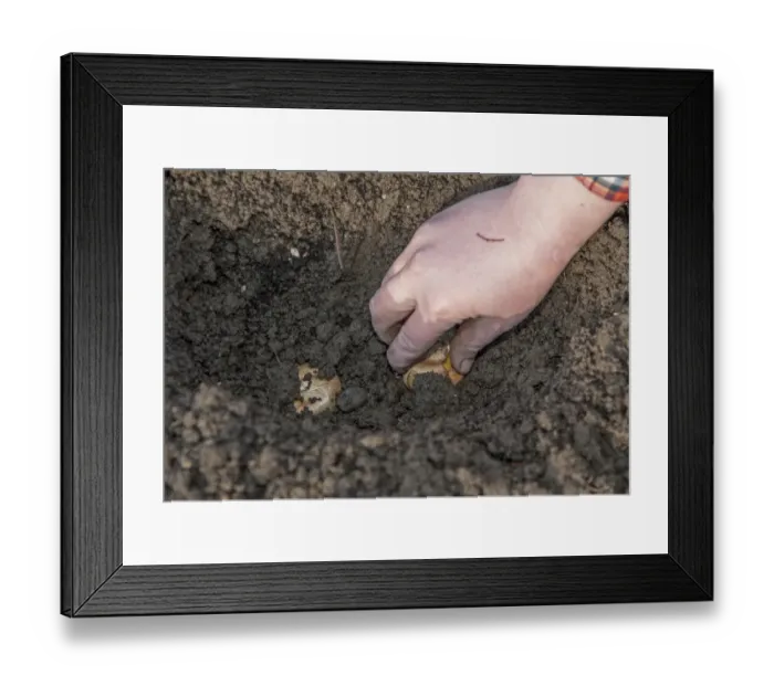 Framed Print : Gardener planting Gladioli (Gladiolus grandiflorus) Green Star bulbs in garden, close-up of hand, Chipping, Lancashire
