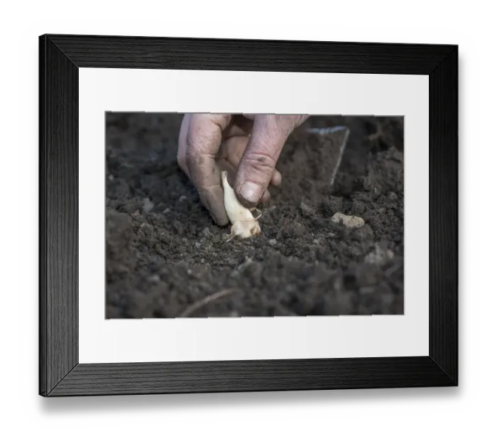 Framed Print : Gardener planting Fuchsia (Fuchsia sp. ) bulbs in garden, close-up of hand, Chipping, Lancashire, England, April Framed Print : Gardener planting Fuchsia (Fuchsia sp. ) bulbs in garden, close-up of hand, Chipping, Lancashire, England, April