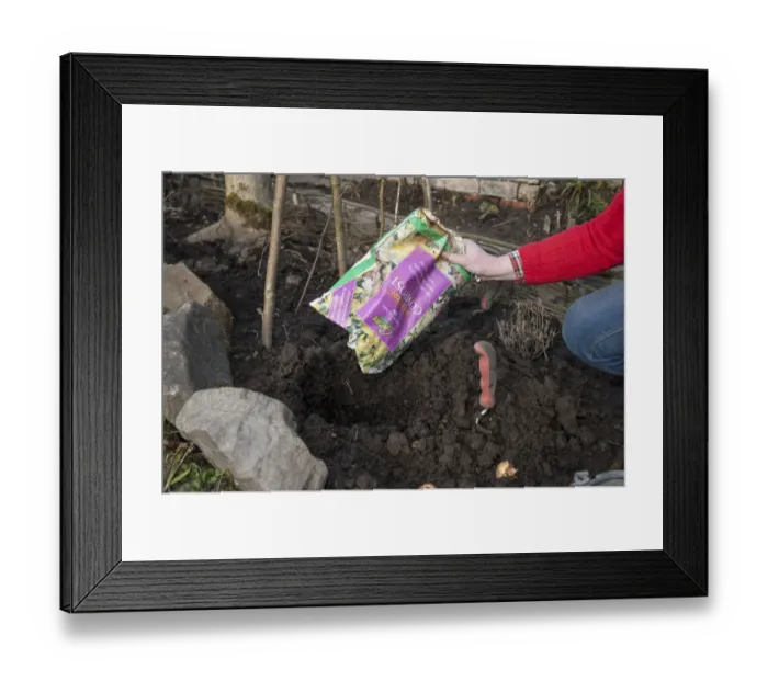 Framed Print : Gardener tipping bulb fibre compost into hole, ready for planting flower bulbs, Chipping, Lancashire, England, April Framed Print : Gardener tipping bulb fibre compost into hole, ready for planting flower bulbs, Chipping, Lancashire, England, April