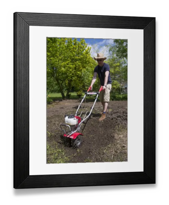 Framed Print : Man using rotavator in garden, Chipping, Lancashire, England, June Framed Print : Man using rotavator in garden, Chipping, Lancashire, England, June