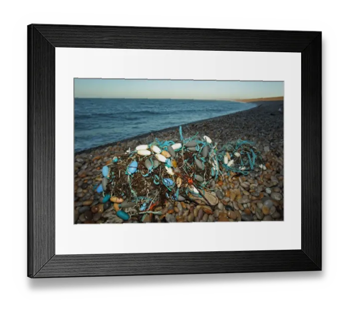 Framed Print : Gill net washed up on beach, Chesil Beach, Dorset, England, January Framed Print : Gill net washed up on beach, Chesil Beach, Dorset, England, January
