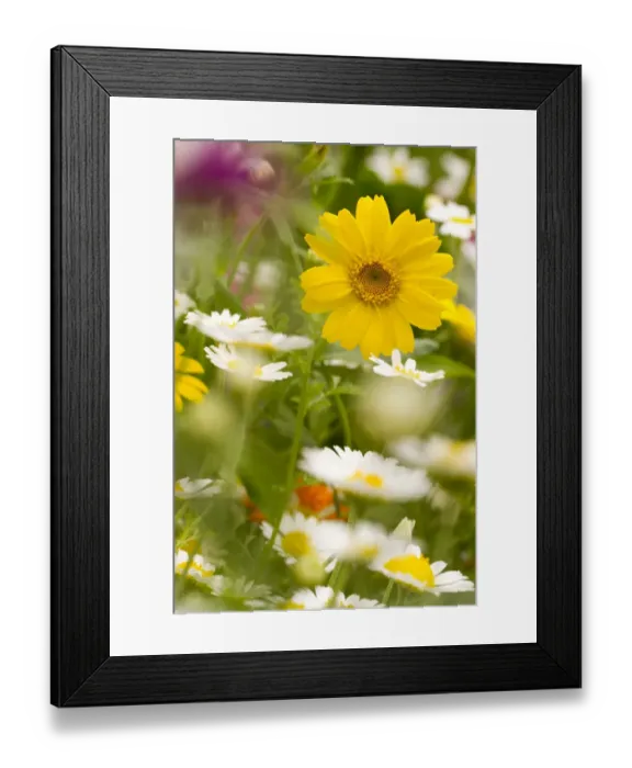 Framed Print : Mixed annual flowers, including Chamomile (Anthemis sp. ) and Marigold (Tagetes sp. ), flowering in garden border, Powys