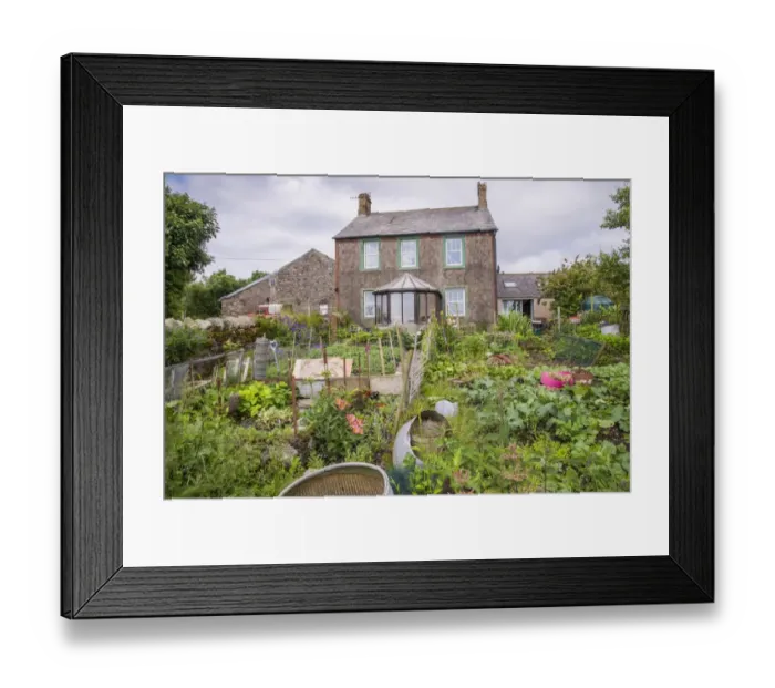Framed Print : Vegetable garden and farmhouse, Millom, Cumbria, England, July Framed Print : Vegetable garden and farmhouse, Millom, Cumbria, England, July