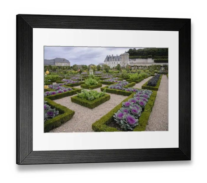 Framed Print : Ornamental cabbages and roses growing in patterns created with low box hedges, in formal garden, Chateau de Villandry Framed Print : Ornamental cabbages and roses growing in patterns created with low box hedges, in formal garden, Chateau de Villandry