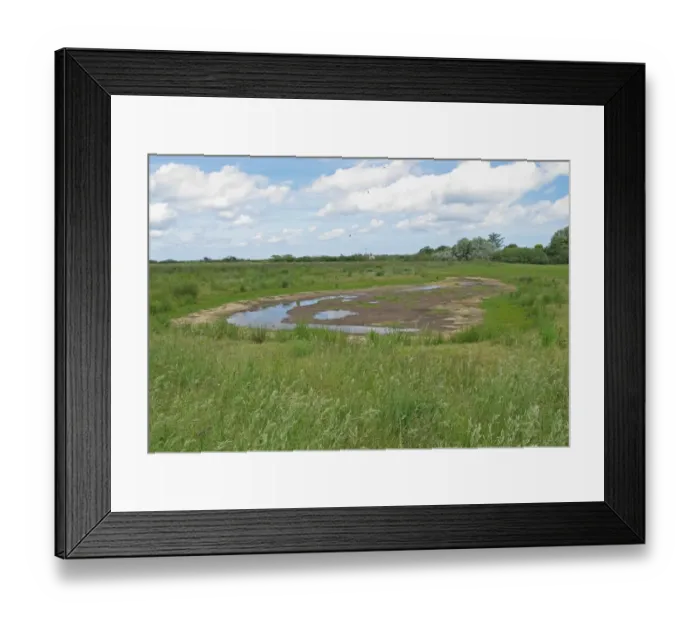 Framed Print : Wader scrape drying out during drought conditions in Higher Level Stewardship scheme land, Norfolk, England, July Framed Print : Wader scrape drying out during drought conditions in Higher Level Stewardship scheme land, Norfolk, England, July