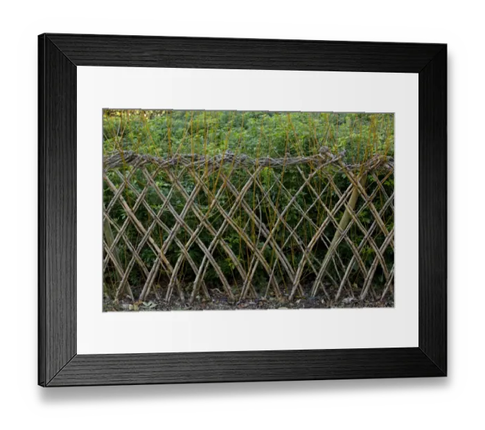 Framed Print : Living willow fence sprouting, Dordogne, France, December Framed Print : Living willow fence sprouting, Dordogne, France, December
