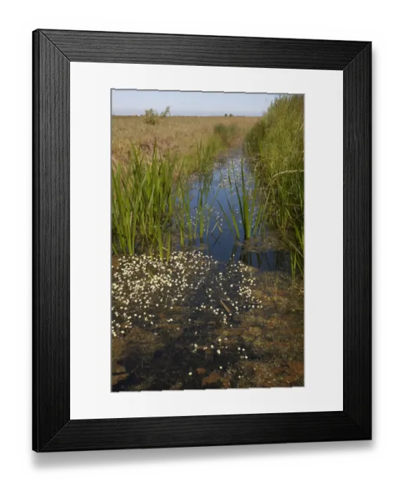 Framed Print : Dyke with aquatic vegetation in wetland habitat, Wickhampton Marshes, Halvergate, River Bure, The Broads N. P Framed Print : Dyke with aquatic vegetation in wetland habitat, Wickhampton Marshes, Halvergate, River Bure, The Broads N. P
