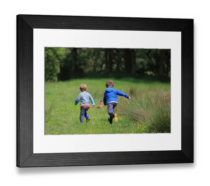 Framed Print : Two young boys, running and chasing after Common Pheasant (Phasianus colchicus) adult male, Dorset, England, May Framed Print : Two young boys, running and chasing after Common Pheasant (Phasianus colchicus) adult male, Dorset, England, May