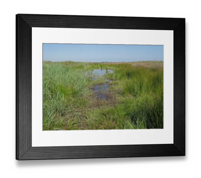 Framed Print : Pool created for wildlife on Higher Level Stewardship scheme land, Norfolk, England, July Framed Print : Pool created for wildlife on Higher Level Stewardship scheme land, Norfolk, England, July