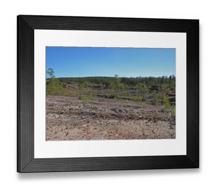 Framed Print : Habitat regeneration, gradual recolonisation of pine saplings and vegetation in exhausted Bauxite aluminium ore Framed Print : Habitat regeneration, gradual recolonisation of pine saplings and vegetation in exhausted Bauxite aluminium ore