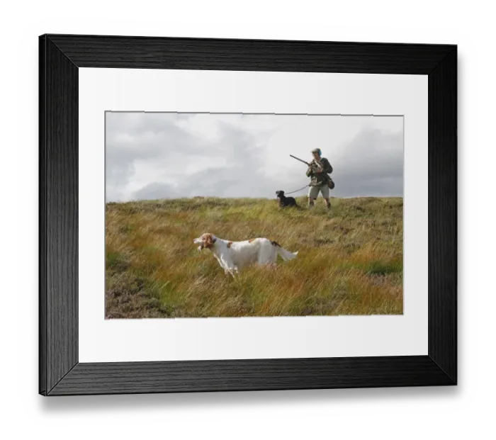 Framed Print : Grouse shooting, man with shotgun, retriever and setter dogs on moorland, Cairngorms N. P. Highlands, Scotland, August Framed Print : Grouse shooting, man with shotgun, retriever and setter dogs on moorland, Cairngorms N. P. Highlands, Scotland, August