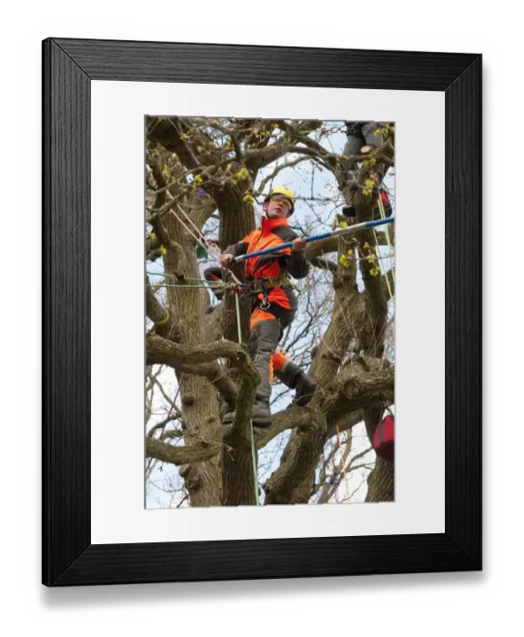 Framed Print : Tree surgeon working in deciduous tree, Norfolk, England, April Framed Print : Tree surgeon working in deciduous tree, Norfolk, England, April
