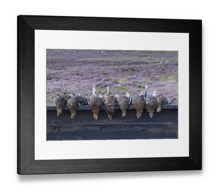 Framed Print : Grouse shooting, Red Grouse (Lagopus lagopus scoticus) shot birds on shooting butt in moorland, Yorkshire, England Framed Print : Grouse shooting, Red Grouse (Lagopus lagopus scoticus) shot birds on shooting butt in moorland, Yorkshire, England