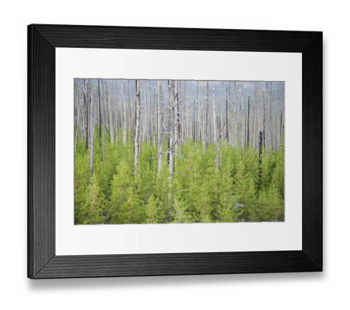 Framed Print : Regeneration of conifer trees amongst dead trunks after forest fire, Dunraven Pass, Yellowstone N. P. Wyoming, U. S. A Framed Print : Regeneration of conifer trees amongst dead trunks after forest fire, Dunraven Pass, Yellowstone N. P. Wyoming, U. S. A