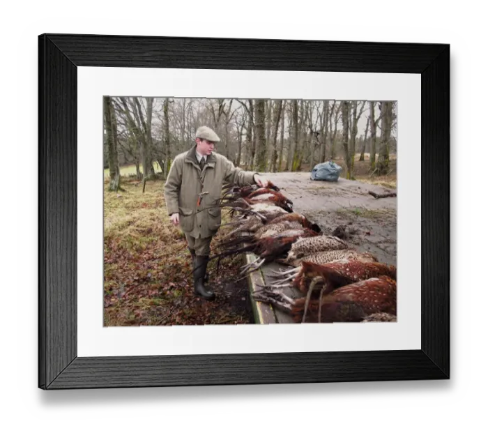 Framed Print : Gamekeeper counting bag of shot Common Pheasant (Phasianus colchicus) on shoot, Castle Grant, near Grantown-on-Spey Framed Print : Gamekeeper counting bag of shot Common Pheasant (Phasianus colchicus) on shoot, Castle Grant, near Grantown-on-Spey
