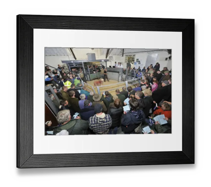 Framed Print : Livestock market, farmers around sale ring with Herdwick ram, at annual tup sale, Broughton in Furness, Lake District Framed Print : Livestock market, farmers around sale ring with Herdwick ram, at annual tup sale, Broughton in Furness, Lake District
