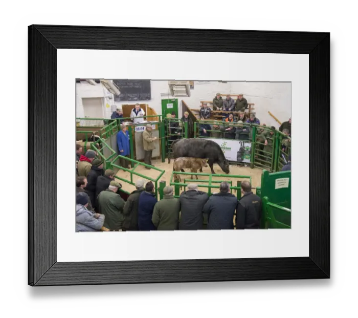 Framed Print : Livestock market, selling cow and calf in auction ring, Kirkby Stephen Livestock Market, Cumbria, England, March Framed Print : Livestock market, selling cow and calf in auction ring, Kirkby Stephen Livestock Market, Cumbria, England, March