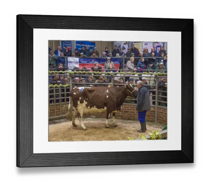 Framed Print : Livestock market, selling Ayrshire dairy cow in auction ring, Gisburn, Lancashire, England, December