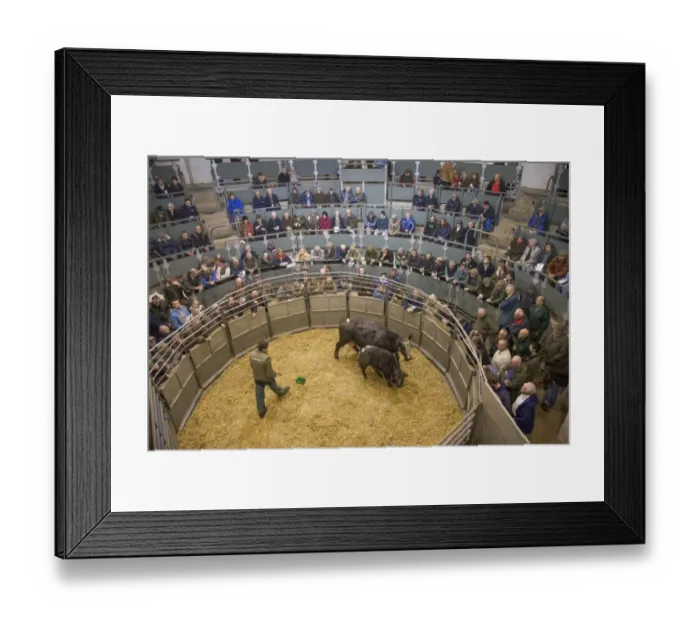 Framed Print : Livestock market, selling beef cow and calf in auction ring, Bakewell, Derbyshire, England, December Framed Print : Livestock market, selling beef cow and calf in auction ring, Bakewell, Derbyshire, England, December