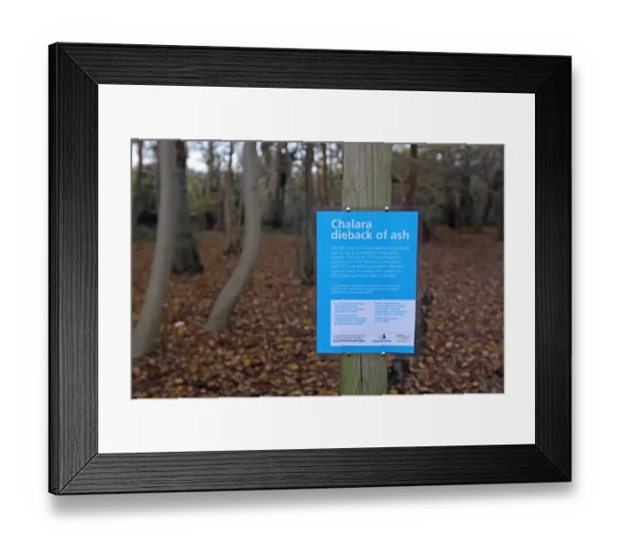 Framed Print : Chalara dieback of ash sign in woodland with trees infected with highly contagious fungal disease, Lower Wood Reserve Framed Print : Chalara dieback of ash sign in woodland with trees infected with highly contagious fungal disease, Lower Wood Reserve