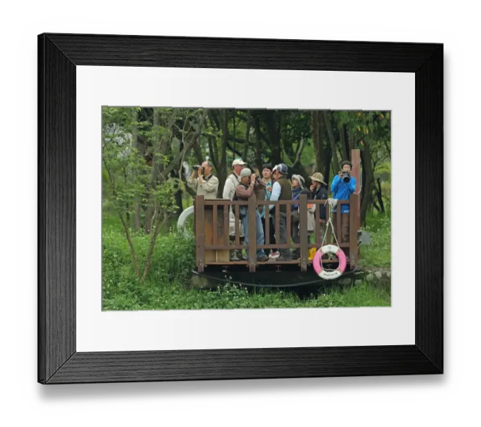 Framed Print : Birdwatchers with binoculars and camera on platform, contestants in bird race Framed Print : Birdwatchers with binoculars and camera on platform, contestants in bird race