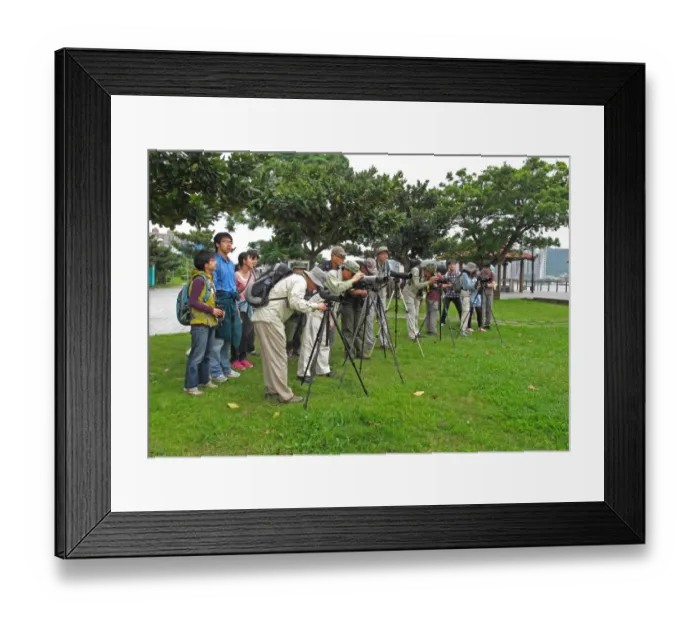 Framed Print : Taiwanese birdwatchers scanning estuary with telescopes, members of The Wild Bird Society of Taipei on group outing Framed Print : Taiwanese birdwatchers scanning estuary with telescopes, members of The Wild Bird Society of Taipei on group outing