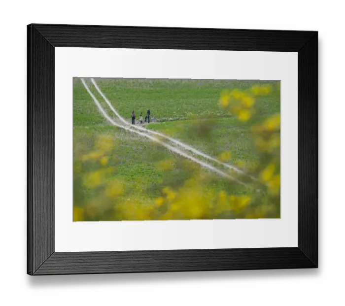 Framed Print : People walking with dog on lead, on track through arable field, Ranscombe Farm Plantlife Reserve, Kent, England, July Framed Print : People walking with dog on lead, on track through arable field, Ranscombe Farm Plantlife Reserve, Kent, England, July