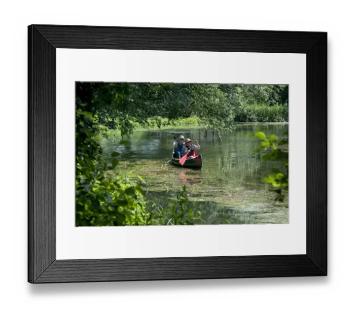 Framed Print : Canoeists paddling on river, River Bure, Coltishall, The Broads, Norfolk, England, July Framed Print : Canoeists paddling on river, River Bure, Coltishall, The Broads, Norfolk, England, July