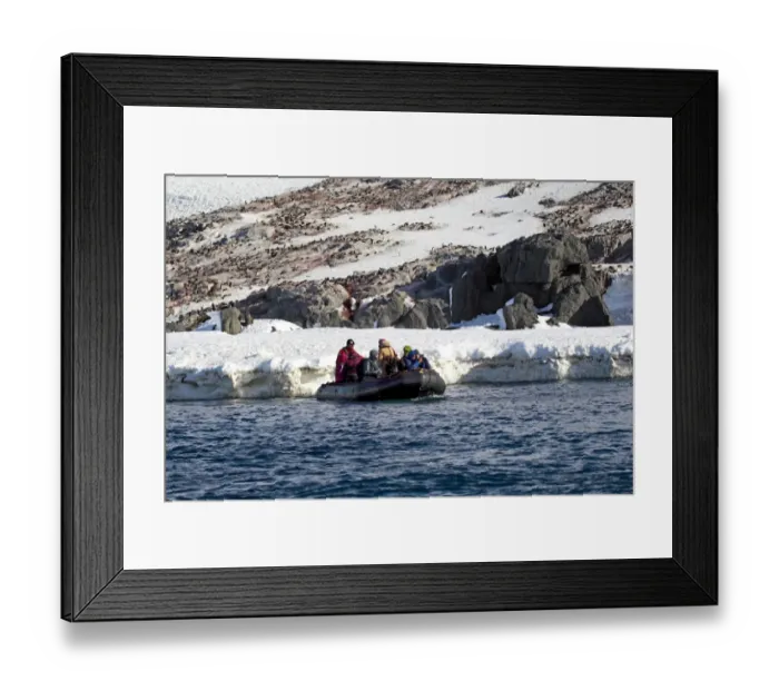 Framed Print : Tourists in Zodiac inflatable boat, leaving Adelie Penguin (Pygoscelis adeliae) nesting colony, Half Moon Island Framed Print : Tourists in Zodiac inflatable boat, leaving Adelie Penguin (Pygoscelis adeliae) nesting colony, Half Moon Island