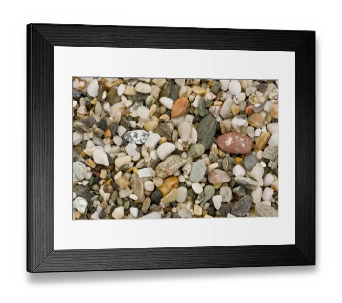 Framed Print : Close-up of fine multi-coloured gravel and pebble beach, Prawle Point, South Devon, England, September Framed Print : Close-up of fine multi-coloured gravel and pebble beach, Prawle Point, South Devon, England, September